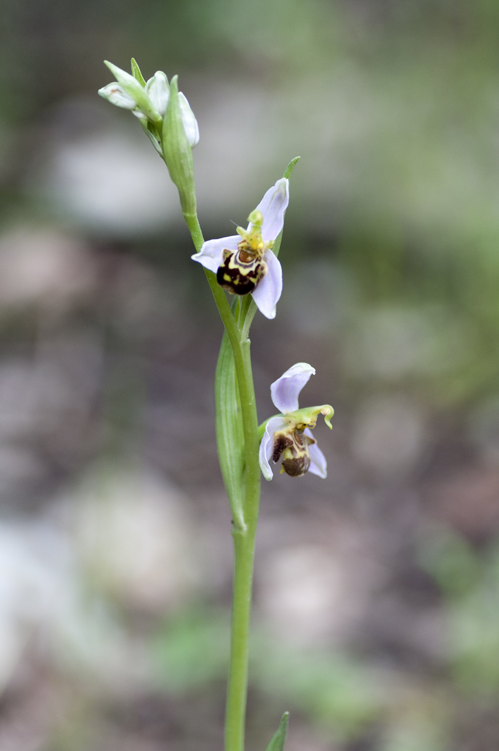 Ophrys da determinare